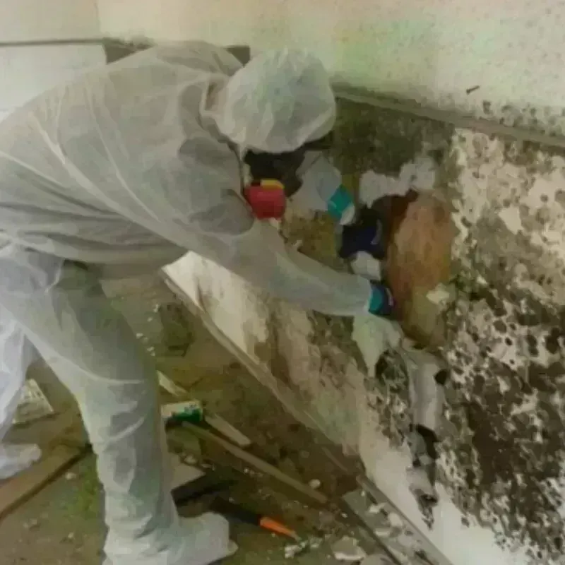 Mold Remediation and Removal in Tatamy, PA